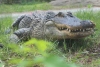 An Alligator
