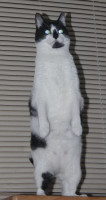 Alexandra is 1/1024 Meerkat