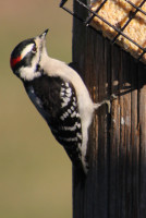 Downy or Hairy Woodpecker