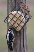 Sparrow and Downy Woodpecker