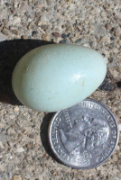 A starling's egg.