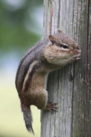 Chipmunk Cheeks! Chipmunk with cheeks stuffed full of bird cake.