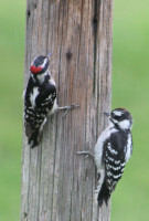 Out with Dad Juvenile Downy Woodpecker Out with Dad