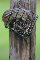 Chipmunk Chipmunk Eats from Cake Feeder