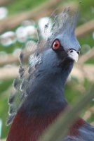 A crested pigeon