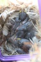 Baby Sparrows Baby Sparrows are starting to grow feathers.