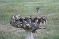 Birdbath packed with sparrows