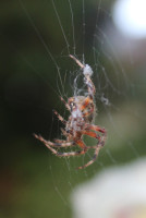 The patient spider waits.