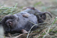 Dead Shrew