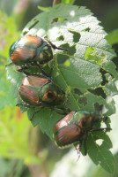 Beetle Trio Beetle Trio