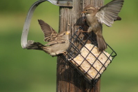 Sparrow Fight #2