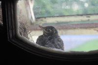 Baby Robin Baby Robin.