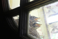 Baby Robins